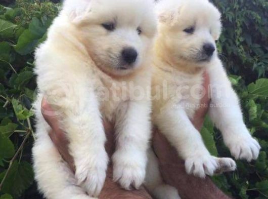 Irk Ve Sağlık Garantili Samoyed Bebeklerimiz görsel