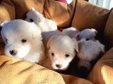 Mini Koy Kar Beyaz Maltese Yavrularımız