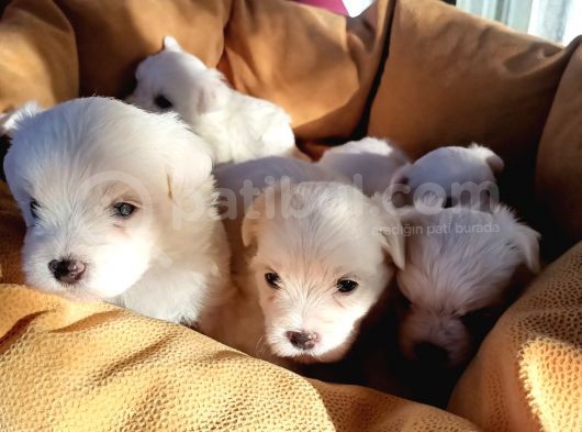 Mini Koy Kar Beyaz Maltese Yavrularımız görsel