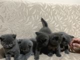 Sağlıklı Yeni Doğmuş Yavrular British Shorthair