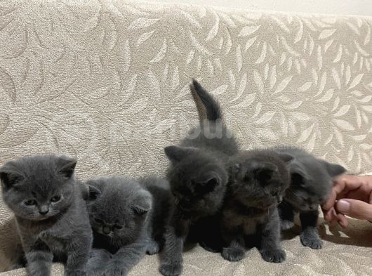 Sağlıklı Yeni Doğmuş Yavrular British Shorthair görsel