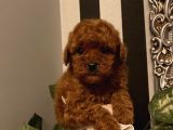Birbirinden Sevimli Poodle Bebekler