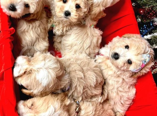 Maltipoo Dizayn Irk Sevimli Yavrular görsel