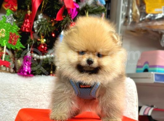 Sevimli Pomeranian Boo Mini Boy Yavrular görsel