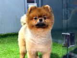 11 Aylık Erkek Pomerani̇an Boo
