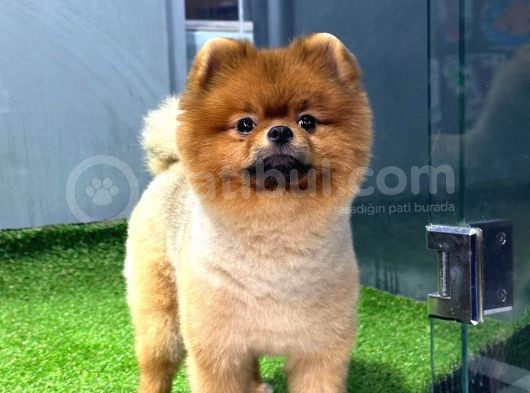 11 Aylık Erkek Pomerani̇an Boo görsel