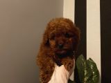 Birbirinden Sevimli Poodle Bebekler