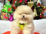 Ayıcık Surat Boo Pomeranian Yavrular