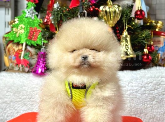Ayıcık Surat Boo Pomeranian Yavrular görsel