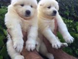 Irk ve sağlık garantili Samoyed Bebeklerimiz