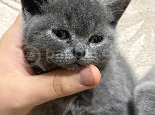 Sağlıklı Yeni Doğmuş Yavrular British Shorthair görsel