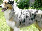 Üst Kalite Avusturalya Çoban Köpeği