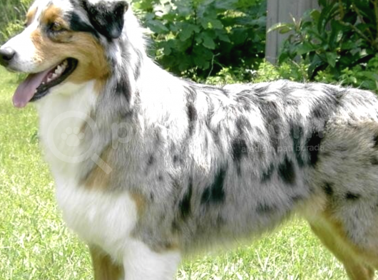 Üst Kalite Avusturalya Çoban Köpeği