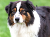 Üst Kalite Avusturalya Çoban Köpeği