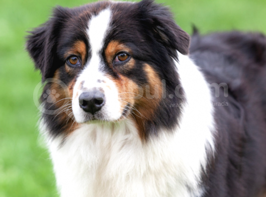 Üst Kalite Avusturalya Çoban Köpeği görsel