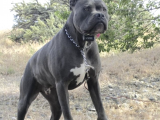 Irkının Tüm Özelliklerine Sahip Bandog Yavruları