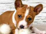 Show Kalite Secereli Basenji Yavruları