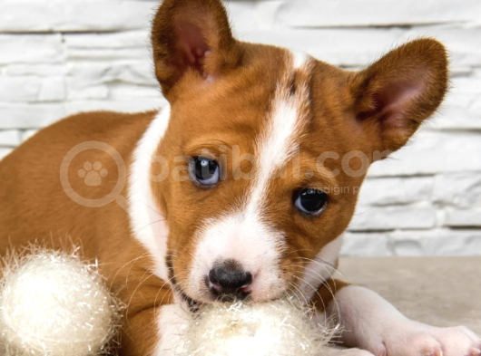 Show Kalite Secereli Basenji Yavruları