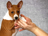 Show Kalite Secereli Basenji Yavruları