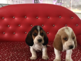 Irk ve Sağlık Garantili Basset Hound