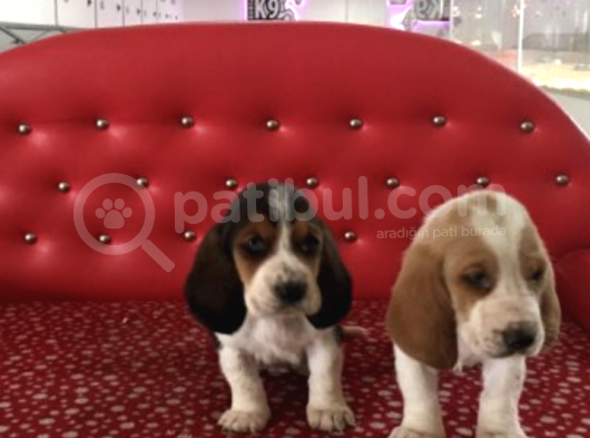 Irk Ve Sağlık Garantili Basset Hound