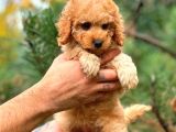 Toy Poodle Red Di̇şi̇ Erkek Bebekler