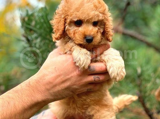 Toy Poodle Red Di̇şi̇ Erkek Bebekler görsel