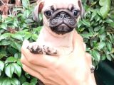 Pug Mops Bebekler 