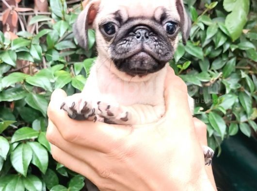 Pug Mops Bebekler  görsel