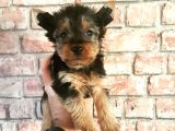 Morkie Cinsi Yavrular 