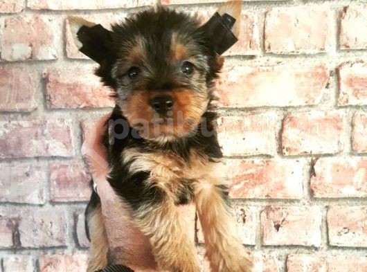 Morkie Cinsi Yavrular  görsel