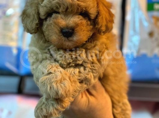 Bebek Yüzlü Toy Poodle Yavrularimiz görsel