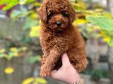Bebek Yüzlü Toy Poodle Yavrularimiz