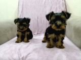 Morkie Cinsi Yavrular 