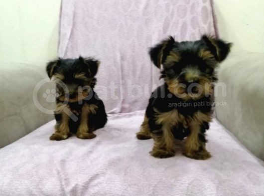 Morkie Cinsi Yavrular 