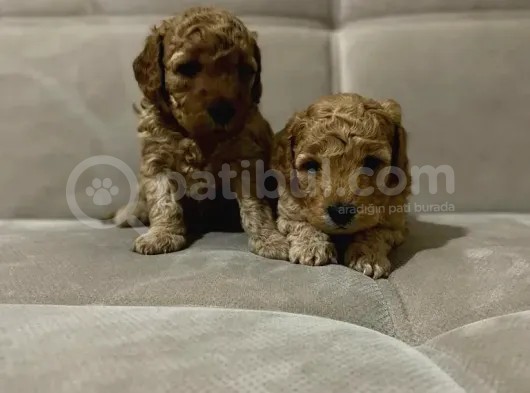 Bebek Yüzlü Toy Poodle Yavrularimiz görsel
