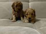 Mükemmel Toy Poodle Yavrularımız Bakırköy