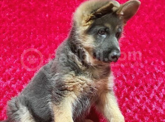 Alman Çoban Köpeği Yavruları görsel
