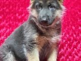 Alman Çoban Köpeği Yavruları
