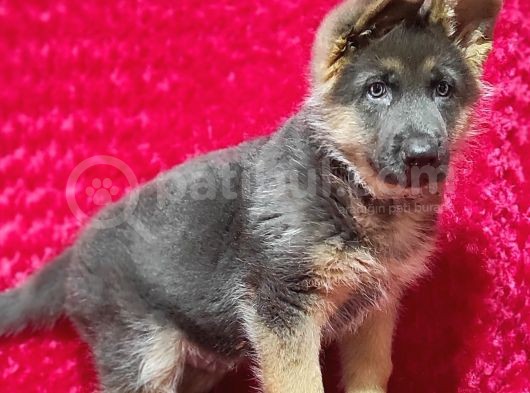 Alman Çoban Köpeği Yavruları