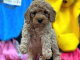 Mükemmel Toy Poodle Yavrularımız Bakırköy