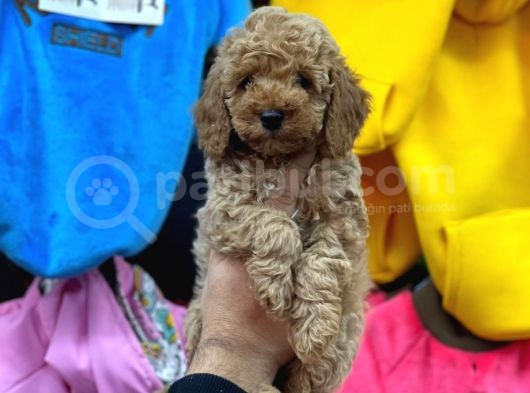 Bebek Yüzlü Toy Poodle Yavrularimiz görsel
