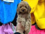 Mükemmel Toy Poodle Yavrularımız Bakırköy