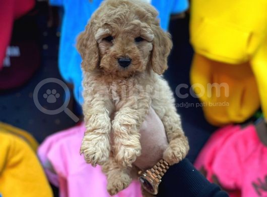 Mükemmel Toy Poodle Yavrularımız Bakırköy görsel