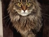 Safkan Full Şecereli Dişi Maine Coon yavru
