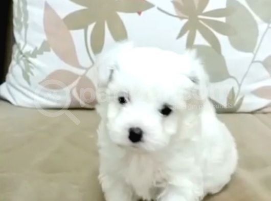 Maltesse Terrier Cinsi Güzel Yavrular 