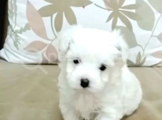 Maltesse Terrier Cinsi Güzel Yavrular  görsel