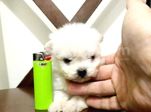 Maltesse Terrier Cinsleri Güzel Yavrular  görsel