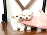 Maltesse Terrier Cinsleri Güzel Yavrular 