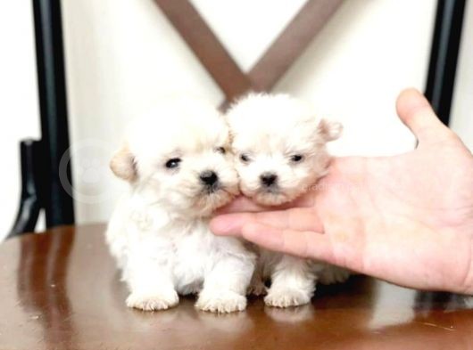 Maltesse Terrier Cinsleri Güzel Yavrular 